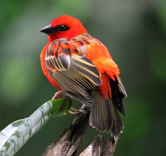 15 DAYS MADAGASCAR BIRDING ADVENTURE