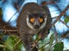 Mongose lemurs1