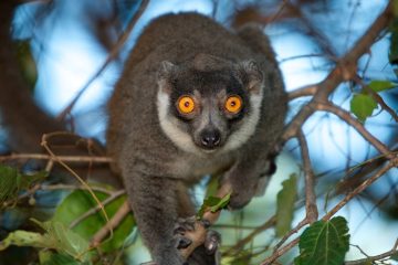 Mongose lemurs1