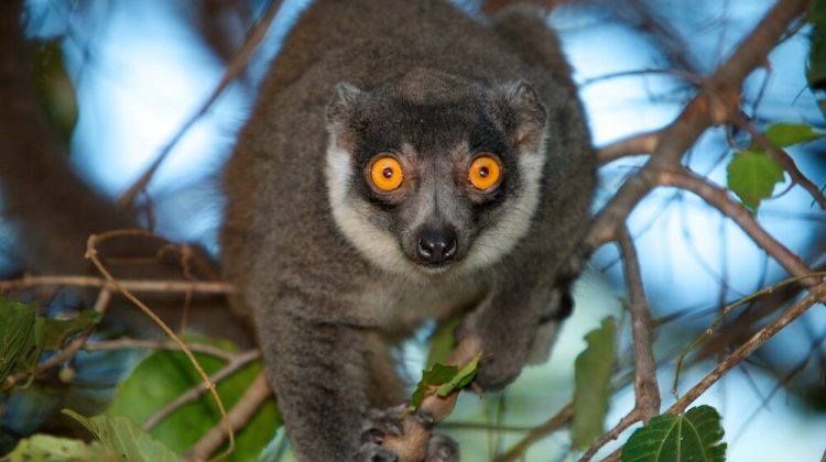 Mongose lemurs1