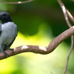 ASHY CUCKOO SHRIKE