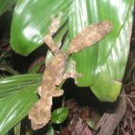 LEAF TAILED GECKO