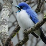 Madagascar Blue Vanga (Cyanolanius madagascarinus) (2)