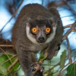 Mongose lemurs1