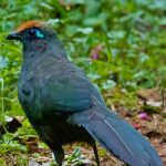 Coua de Reynaud. Famille des Cuculidés. Ordre : Cuculiformes