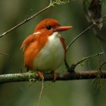 madagascar pigmy king fisher
